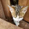 Profile Picture of Williams (@cats) on Tiktok
