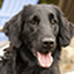 Profile Picture of Carrie Jo (@Zaira and Razo Tales) on Flickr