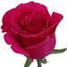 Profile Picture of Shernnette Gregory (@shernnette) on Pinterest