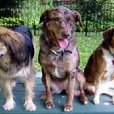 Profile Picture of Nancy Griswold (@ThreeMuttsRule) on Twitter