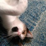 Profile Picture of elisedevries (@elisedevries058) on Instagram