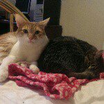 Profile Picture of Luke, LeahandKyle's Adventures (@lukeleah_and_kyles_adventures) on Instagram