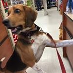 Mike Duffy - Instagram Profile Picture of Mike Duffy (@mickeyduffs) on Instagram