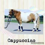 Profile Picture of Lisa♡Lilly♡Cappuccino (@lisa.lilly_und_das_pony) on Instagram