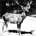 Profile Picture of Schomburgk's deeron Wikipedia