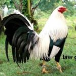 Profile Picture of 1 follower (@petereulaliourbano) on Instagram