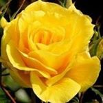 Profile Picture of annette wyatt (@annettewyatt1939) on Instagram