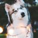 Profile Picture of Kayla Abuaf (@kaylaabuaf) on Pinterest
