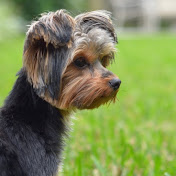 Profile Picture of Steven Fell (@sjfell) on Youtube