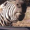 Profile Picture of Corey Detrick (@mrchins) on Tiktok