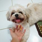 Profile Picture of Scotty Rezende (@scottyrezende) on Instagram