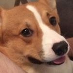 Profile Picture of Patrick Wulff (@wulffden_tavern) on Instagram