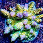 Profile Picture of Maxfield McCracken Heflin (@maxfieldmccracken) on Instagram