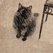 Profile Picture of lorna wolfe (@wolfehaven1) on Pinterest