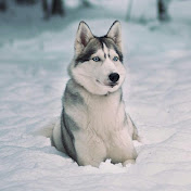 Profile Picture of Alexander Fedorov (@insadetw) on Youtube