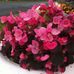 Profile Picture of Geraldine Walsh (@geraldine.walsh.9406) on Facebook