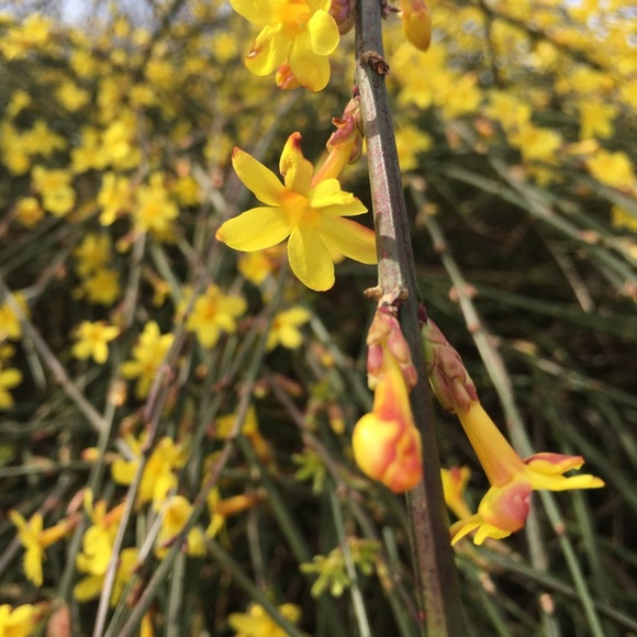 Profile Picture of Arina Baranoff (@arinabaranoff) on Poshmark