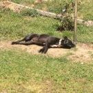 Profile Picture of Renee Chaplin (@rsc4286) on Pinterest