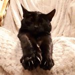 Profile Picture of Jo Mackenzie (@jomackenzie116) on Instagram