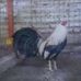 Profile Picture of Abraham Valente Teutle (@abraham.valenteteutle) on Facebook