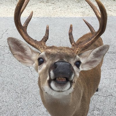 Profile Picture of Alice Cappello (@atcap1) on Twitter