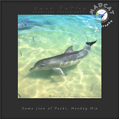 Dave Catley - Twitter Profile Picture of Dave Catley (@MADCATPhoto) on Twitter