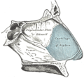 Profile Picture of Kiesselbach's plexuson Wikipedia