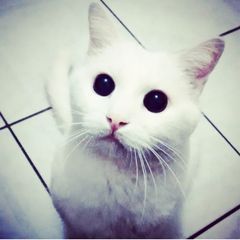 Profile Picture of Javier Grajeda (@gatoinculto) on Tiktok