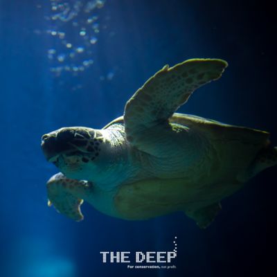 Profile Picture of The Deep (@thedeephull) on Twitter