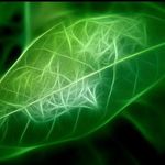 Profile Picture of Gary Shlifer (@greenest_g) on Instagram