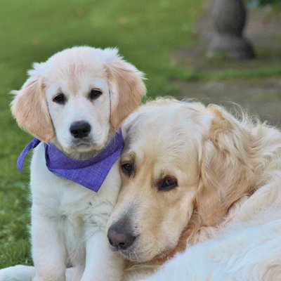 Profile Picture of Miss Anne Batchelor (@annieandboo2) on Twitter