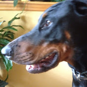 Profile Picture of Joseph Dougherty (@josephdougherty6651) on Youtube