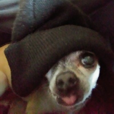 Profile Picture of Siphonicboot (@thomas_ramsdell) on Twitter