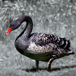 Profile Picture of Ramesh Kanthasamy (@ram photoz) on Flickr