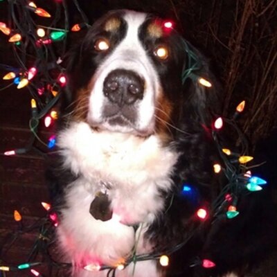 Profile Picture of Bobbi Barnes (@bobbibarnes15) on Twitter