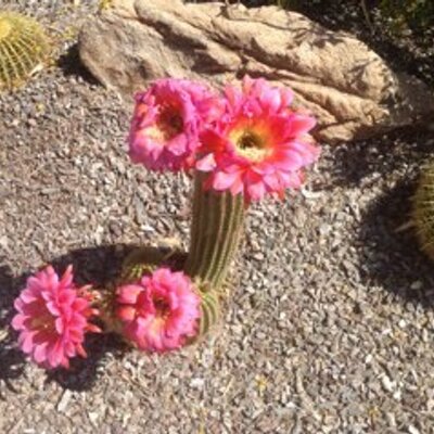 Profile Picture of Betty Steiner (@betty_steiner) on Twitter