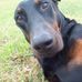 Profile Picture of Hampton Meadows Dobermans (@hamptonmeadows.dobermans) on Facebook