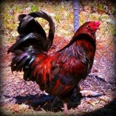 Profile Picture of Joe Sedlak (@sedlak127) on Twitter