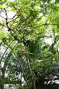 Profile Picture of Calliandra haematocephalaon Wikipedia
