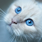 Retah Hindawy - Youtube Profile Picture of Retah Hindawy (@retahhindawy7049) on Youtube