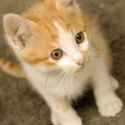 Profile Picture of Peter Haywood (@peterhaywood9632) on Youtube