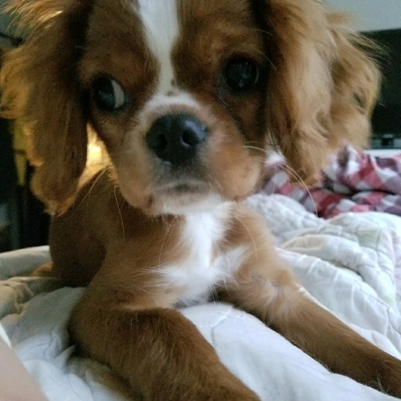 Profile Picture of Angela Eom (@jac0128) on Poshmark