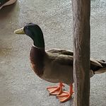 Profile Picture of Zack Rosenthal (@zach.scot) on Instagram