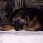 Profile Picture of Aileen McDowell (@aileen444) on Pinterest