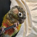 Profile Picture of brett wilson (@rockingblades06) on Instagram