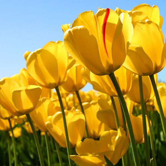 Profile Picture of Karin Jameson (@karinkitten95) on Poshmark