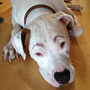 Profile Picture of remedy medina (@usclabdog) on Flickr