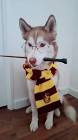 Profile Picture of   Umka Potter 🤓⚡🦉... (@husky_umka) on Tiktok