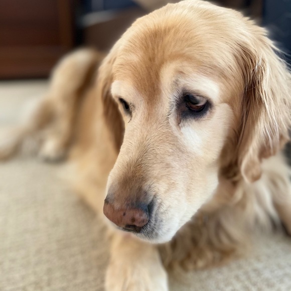 Profile Picture of Julia Hurtado (@julia_jvh) on Poshmark