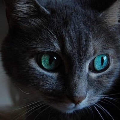 Profile Picture of 朱开尔 (@KyleZhu86) on Twitter